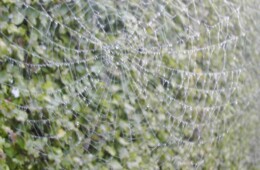 Spinnenweb 2